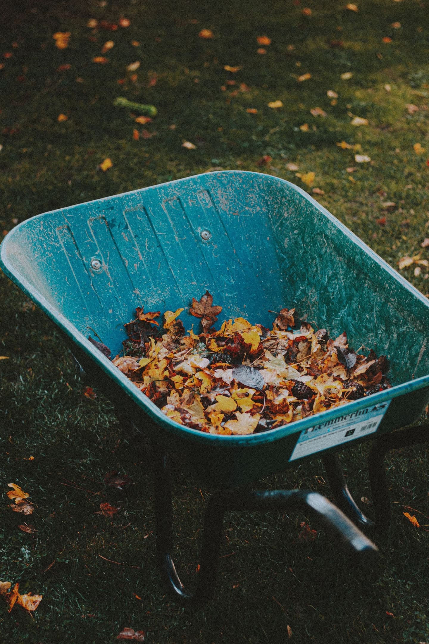 Wheelbarrow filled with leaves on a residential lawn
