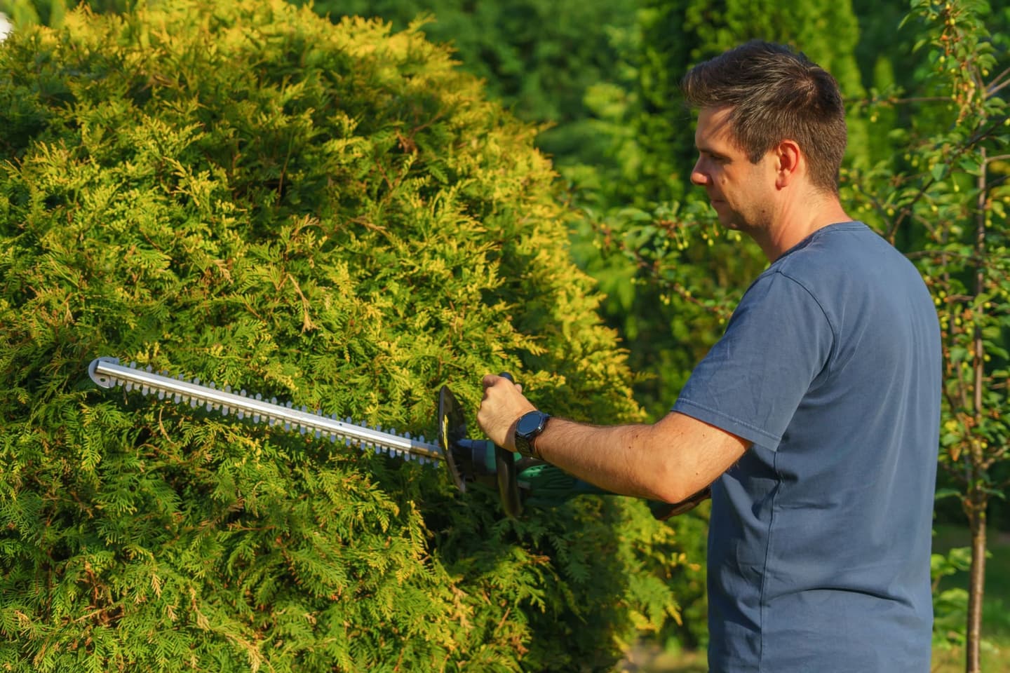 Worker trimming a hedge with a powered trimmer